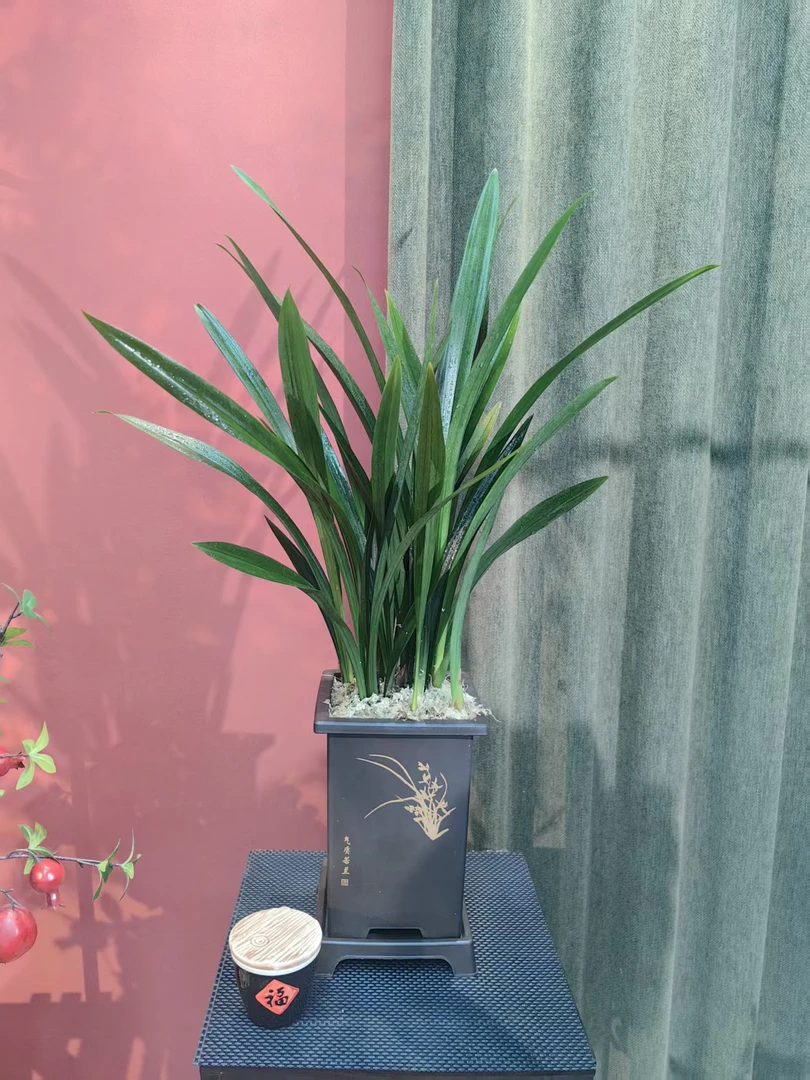 墨兰6-8苗盆栽室内阳台办公室好养护四季常青观赏花卉