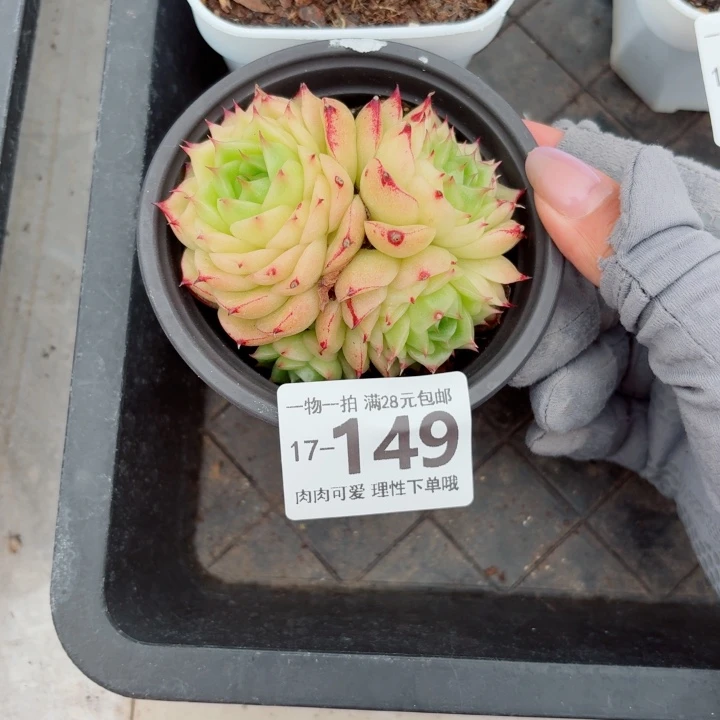 凤凰火多肉无盆土发货多肉多