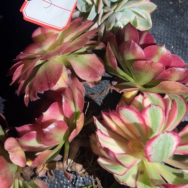 法师锦多肉锦好好看5