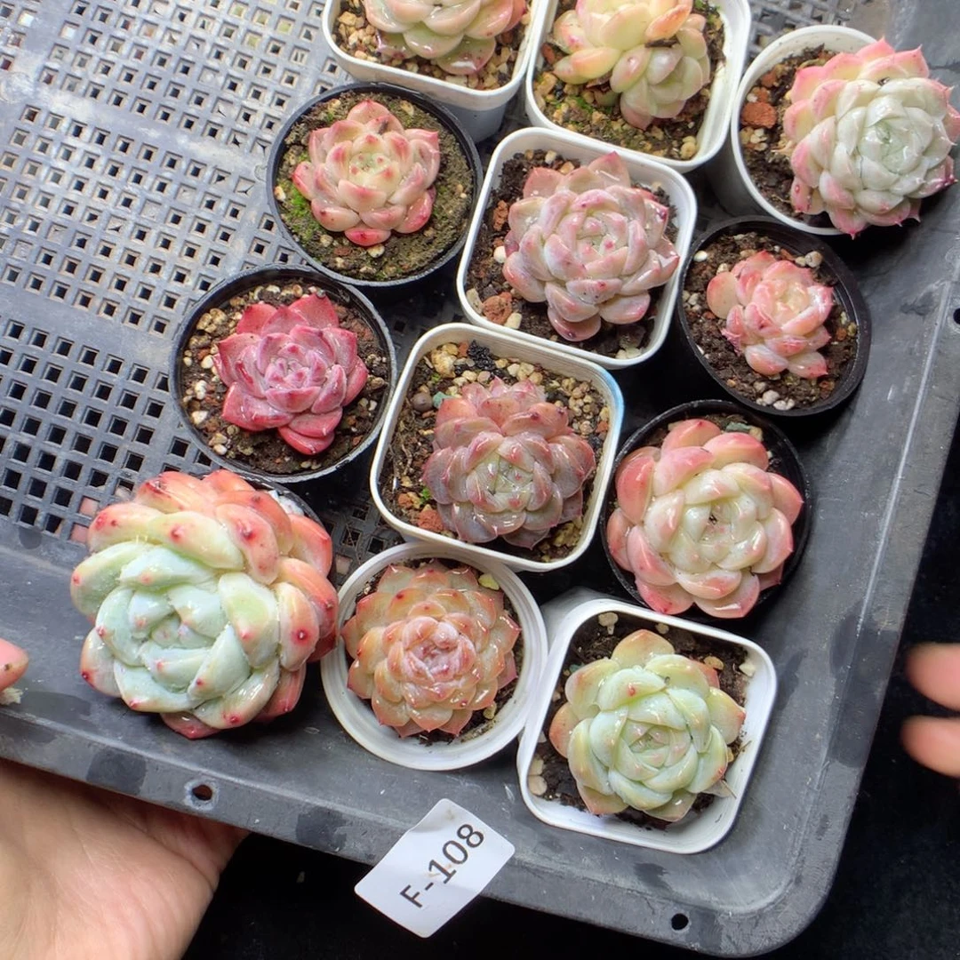 无花朵F108。糖心珍妮yyyyyy