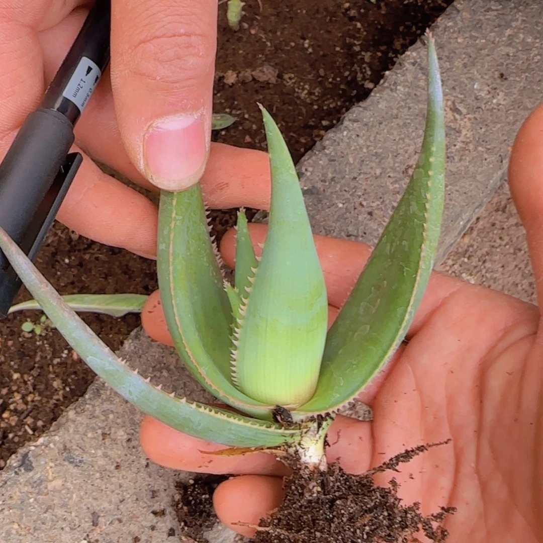 铲*官块根植物块根植物块根植物