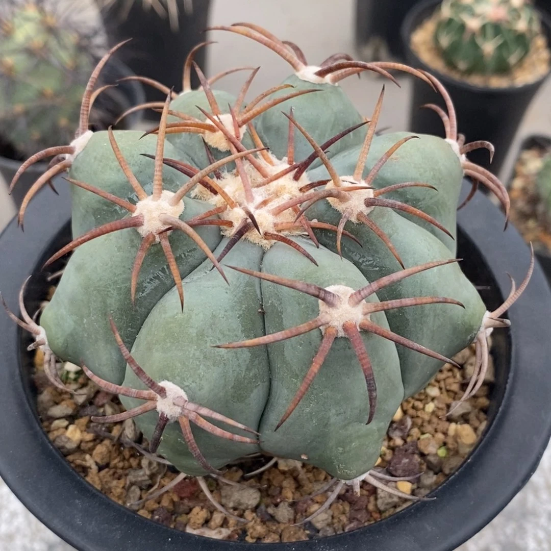 平丸自根仙人球