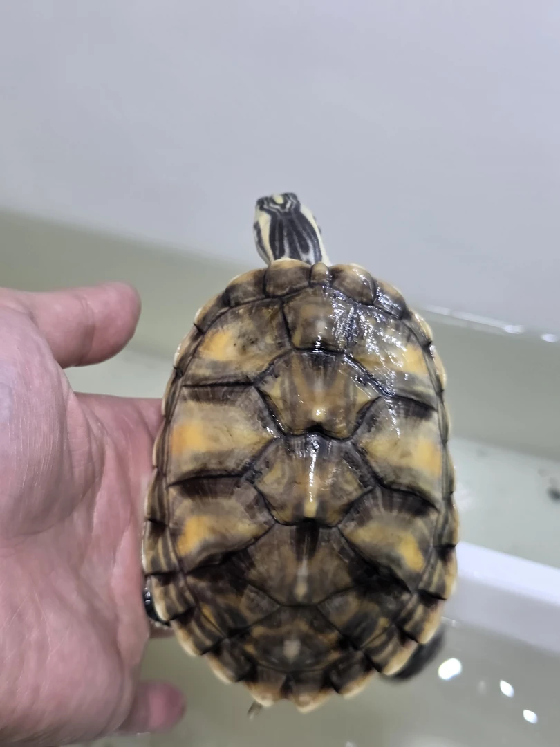 梵星 粗y 鸭嘴 粗手纹 尺寸11.4 体重255g