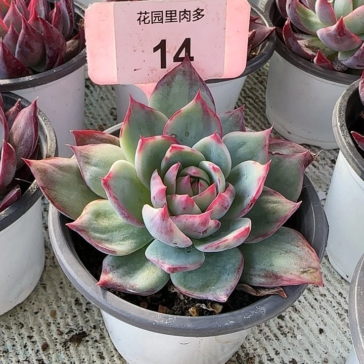 14 惊鸿仙子多肉植物6-9cm