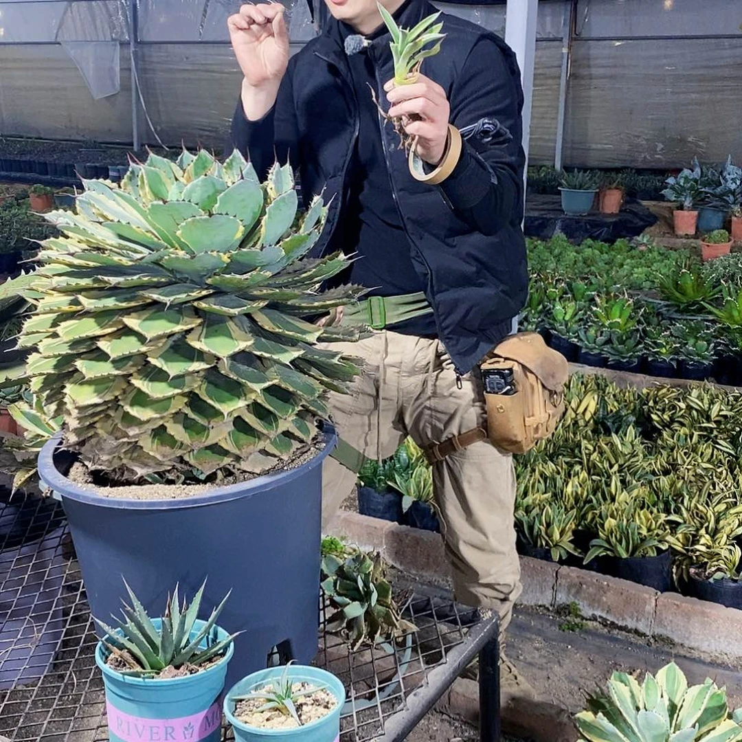 吉祥冠锦侧芽一颗