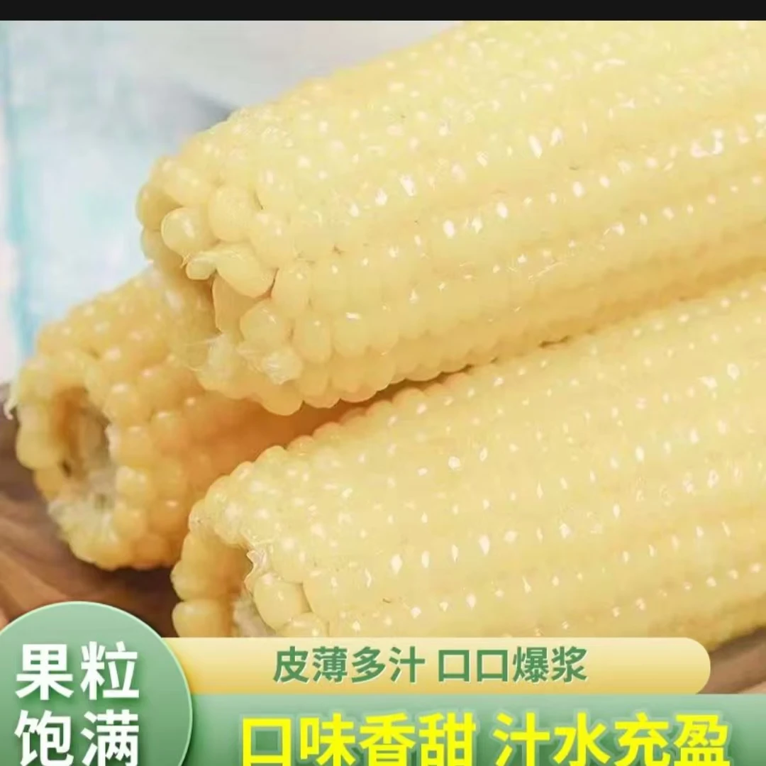 （顺丰包邮）嫩白玉米糯玉米香甜单根240克-280克整箱3/5斤农家自种