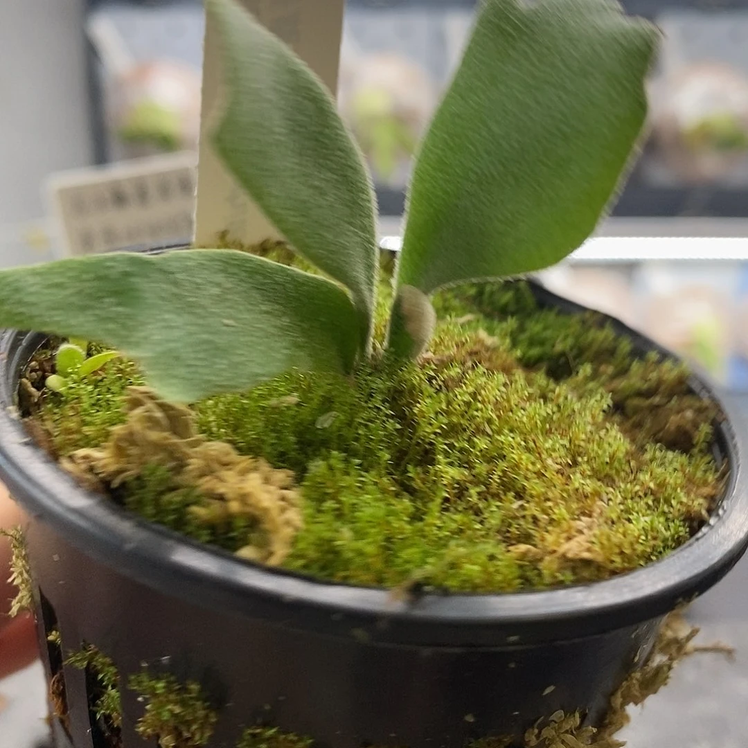 无花朵白波哥鹿角蕨