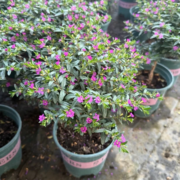 独杆木本满天星带花苞盆栽四季开花耐热好养庭院室内观赏绿植