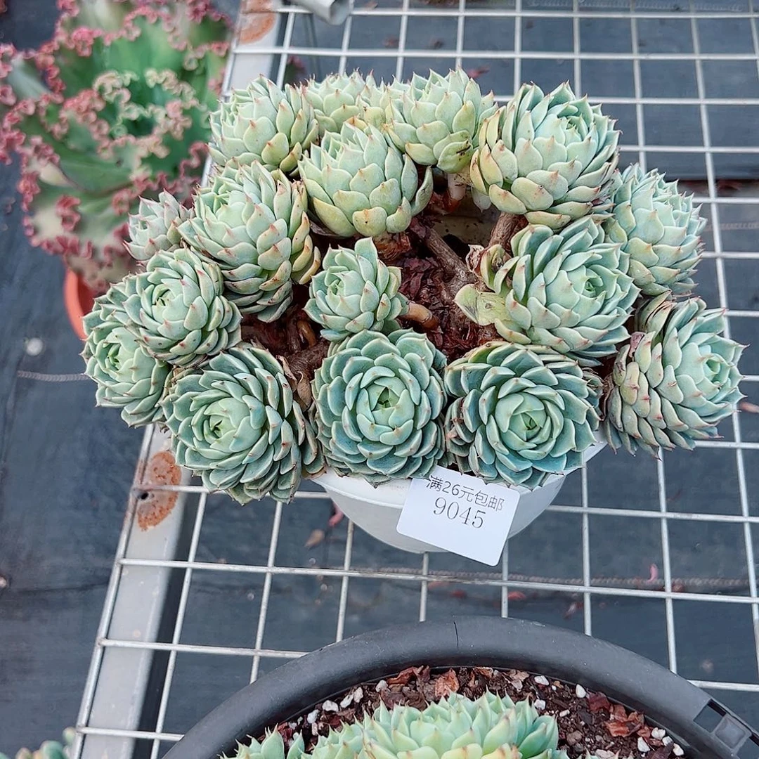 ༼***༽9045笨巴多肉植物