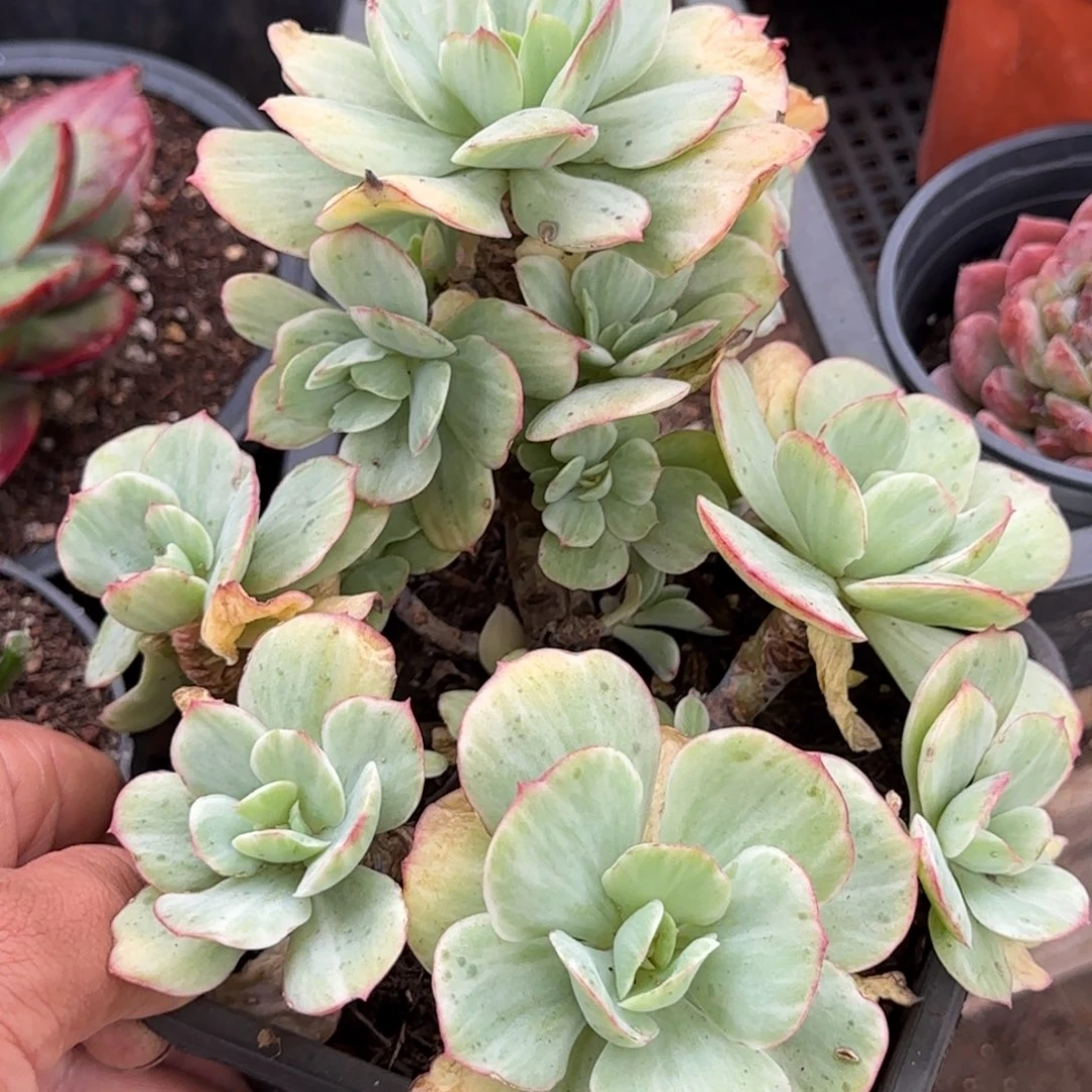 鸡蛋碧桃锦一物一拍包装收缩花旱