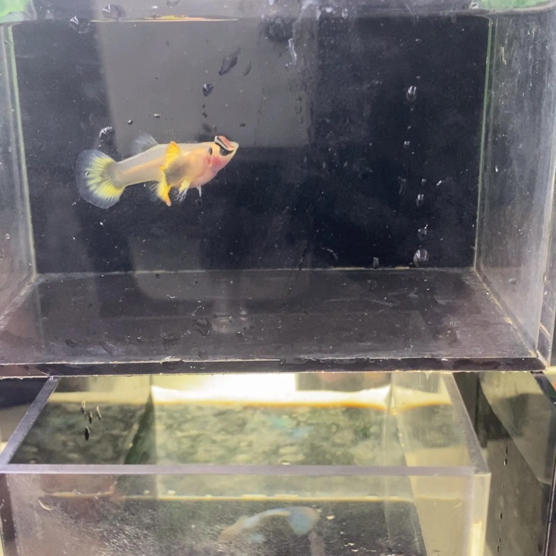 孔雀鱼小蜜蜂孔雀鱼1对