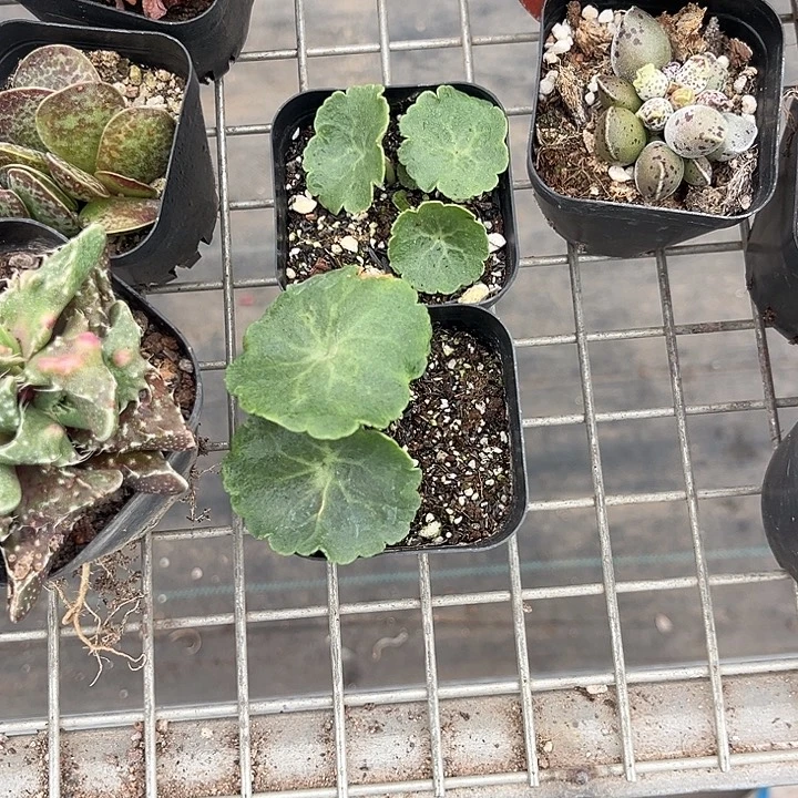 M***）我也不知道我为什么要这样