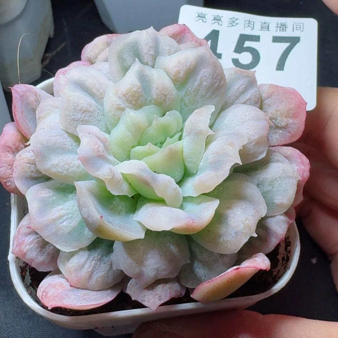 泡泡纱裙      愿你一路坦途，乘风破浪展宏图