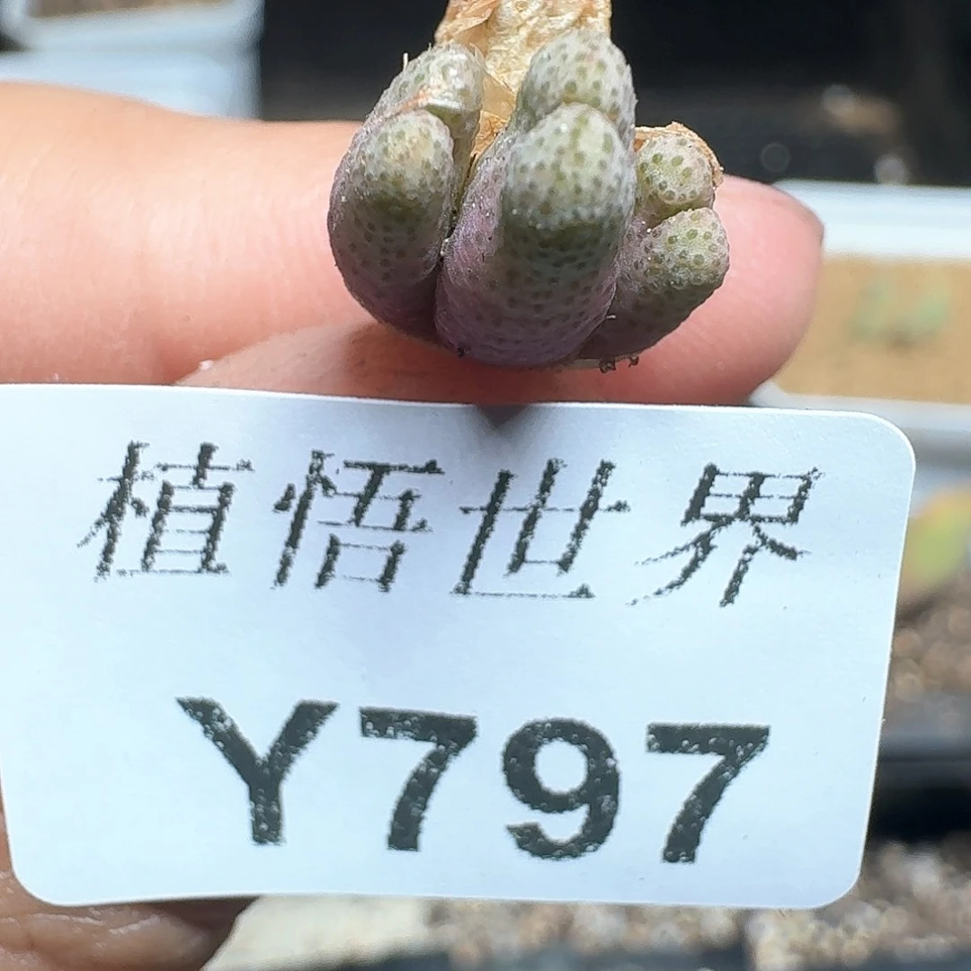 797盒多肉植物哇f f