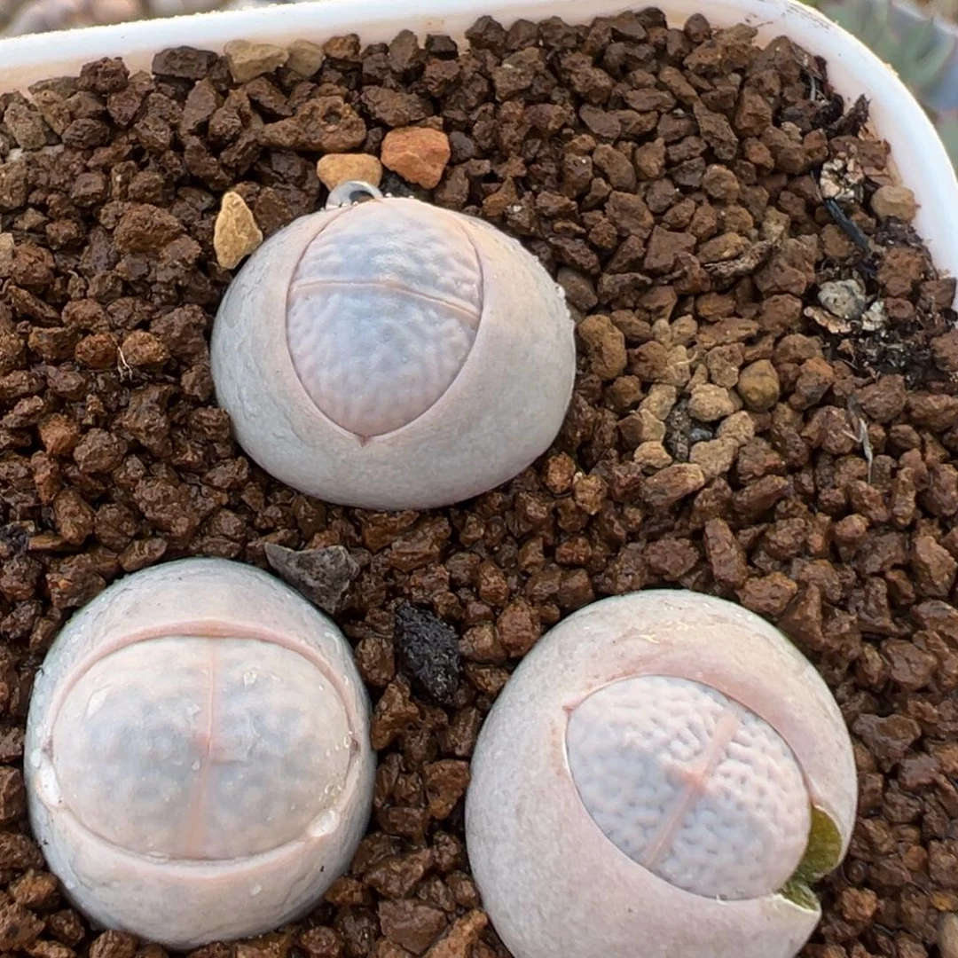 133多肉植物百科植物