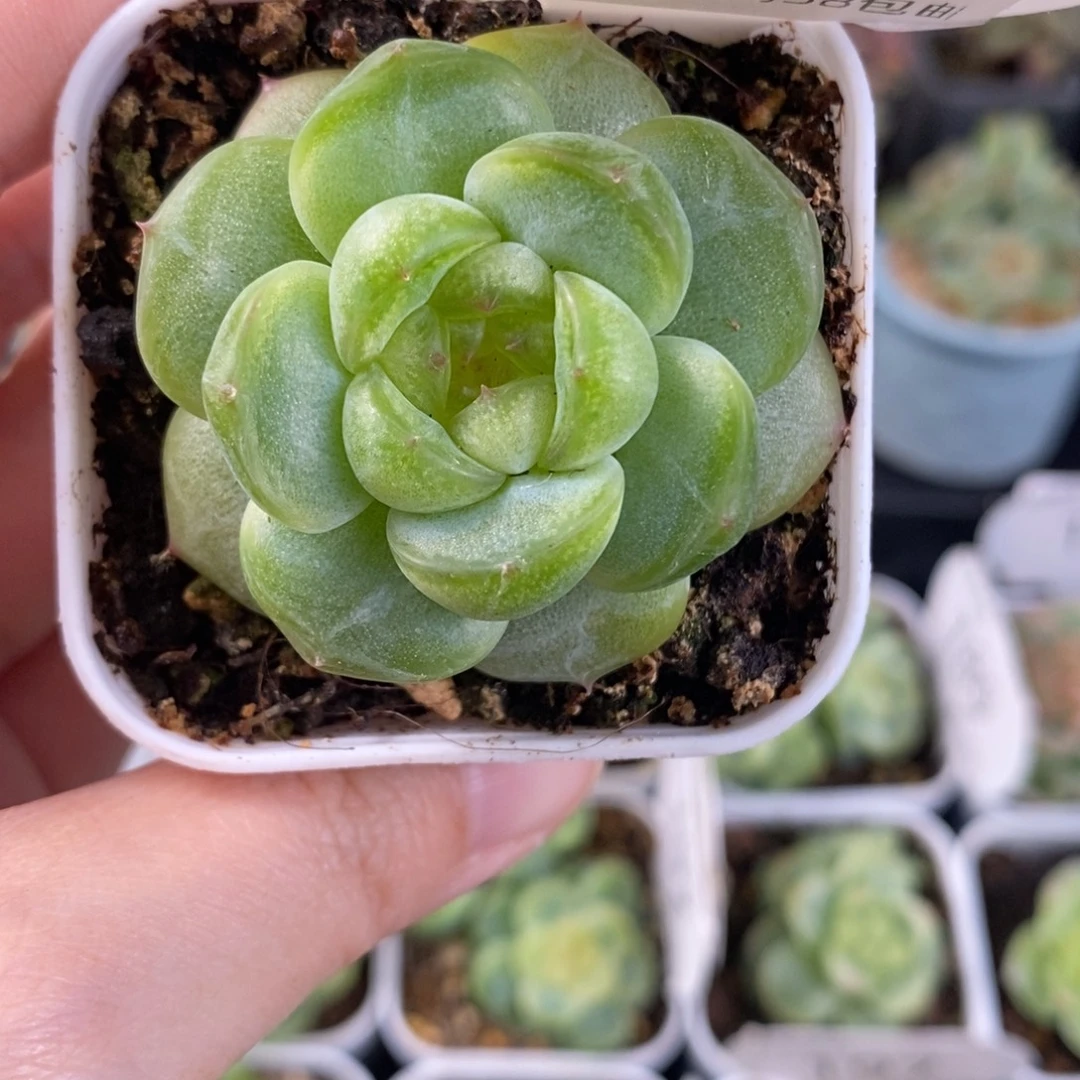 新品孤品珍妮一颗198号