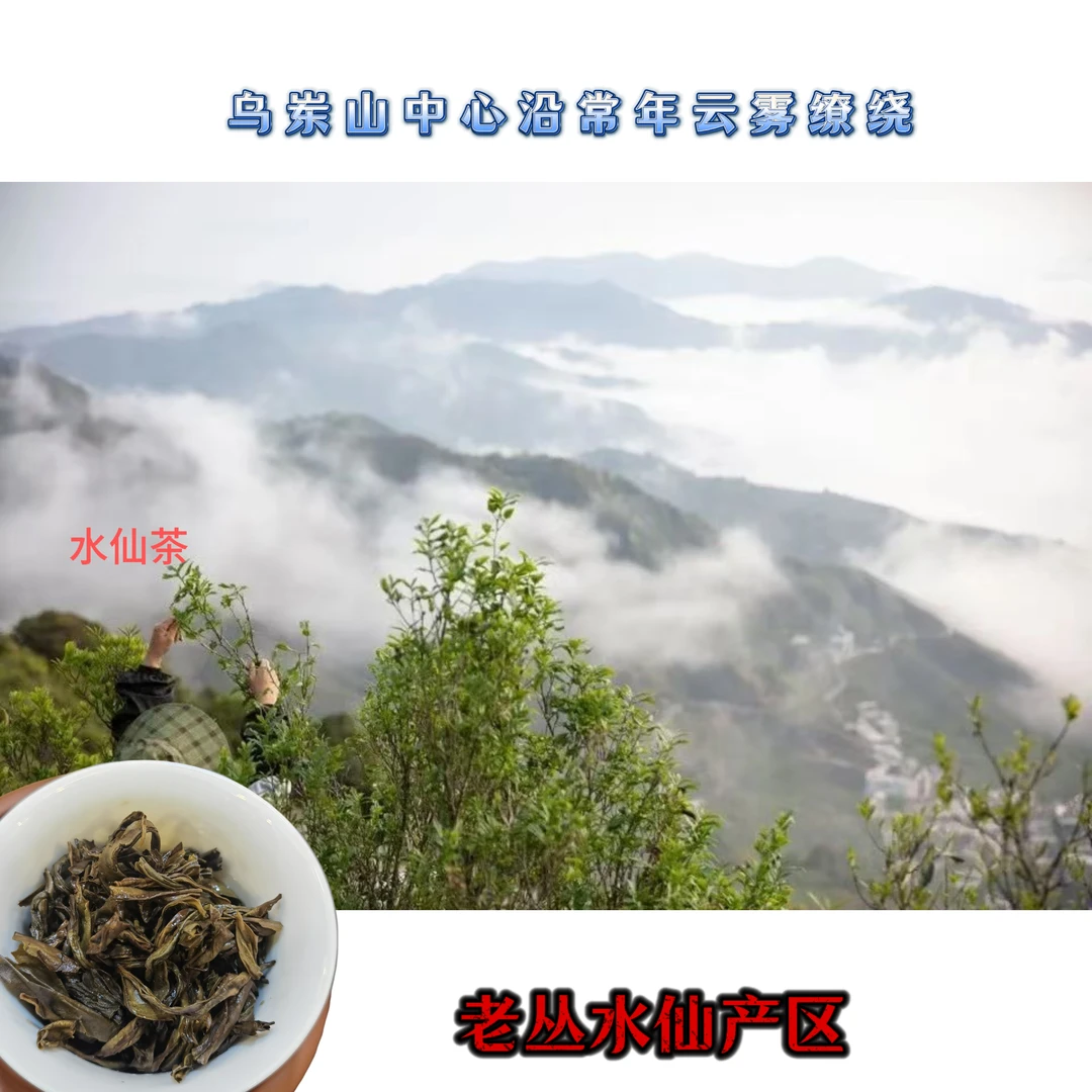 凤凰乌岽水仙，岽韵醇厚口感回甘茶汤沉稳耐冲泡