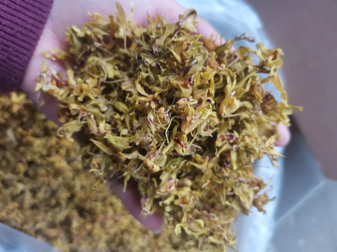 茶話-云南高山铁皮石斛花