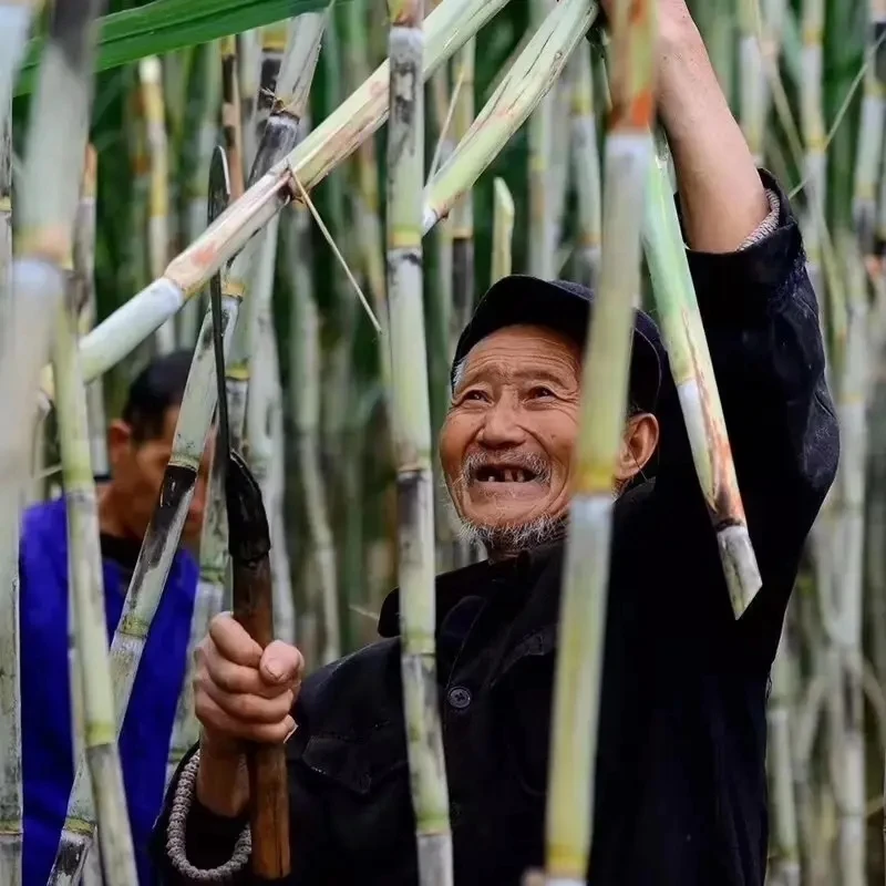 麻阳世界长寿乡青皮甘蔗可制作手工红糖古法传承月子经期食用500g