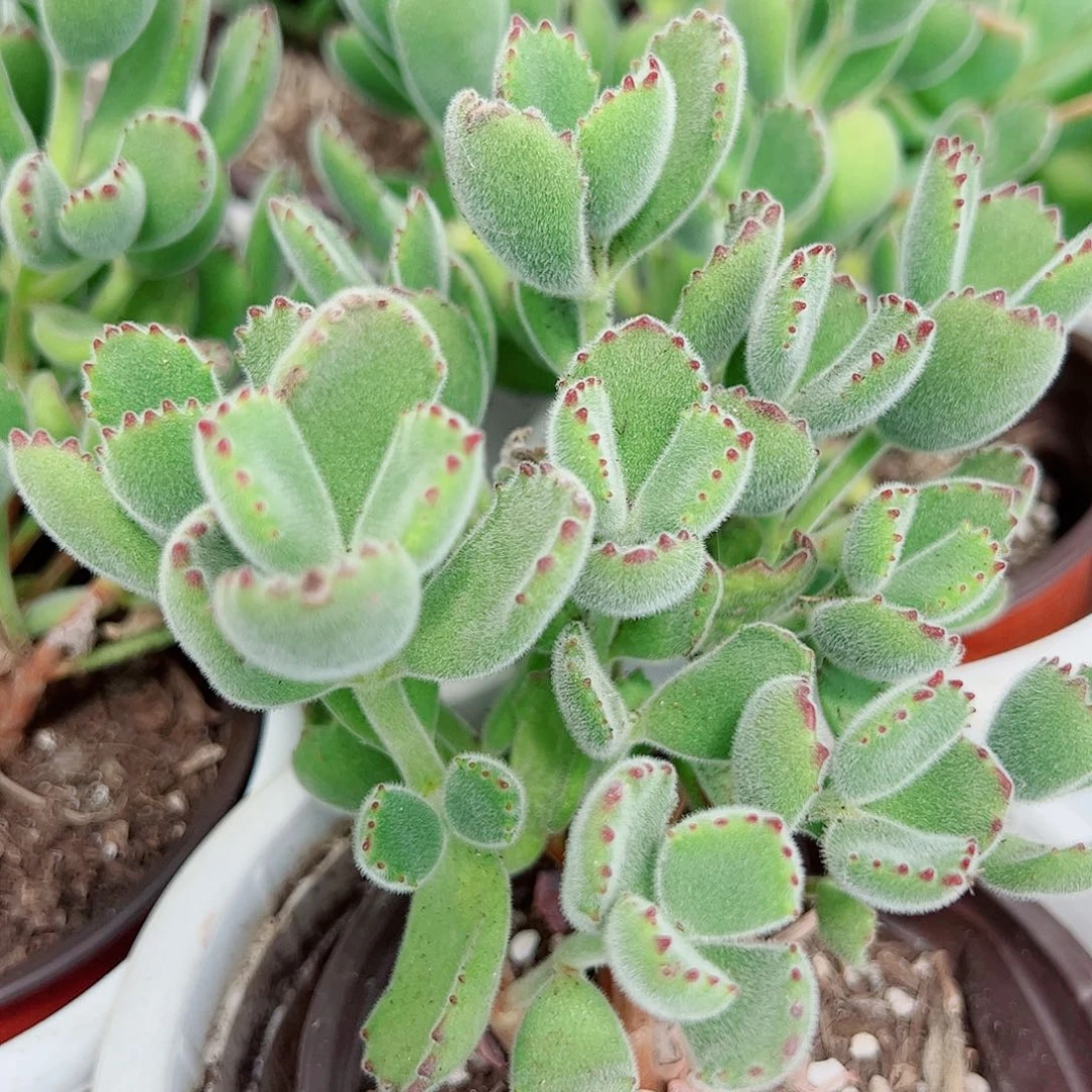 熊童子多头多群生