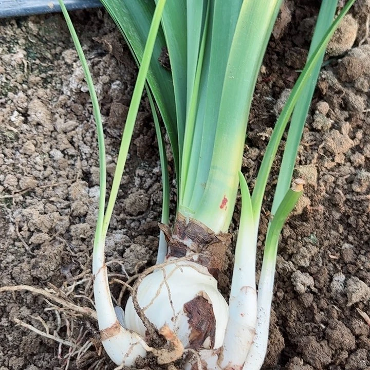 无花朵蓝色蜂鸟包对版