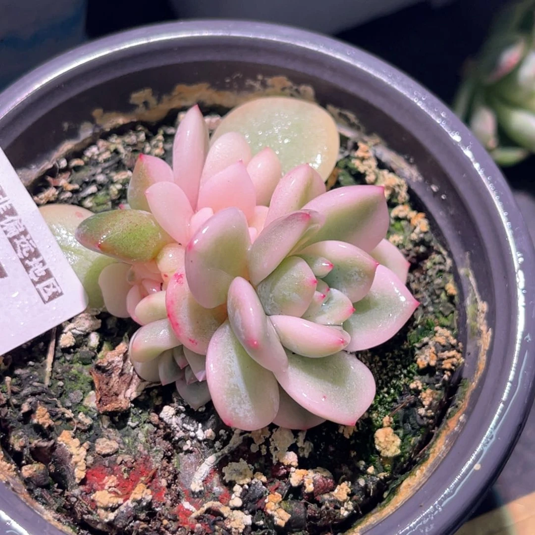 多肉特价梦露锦6837