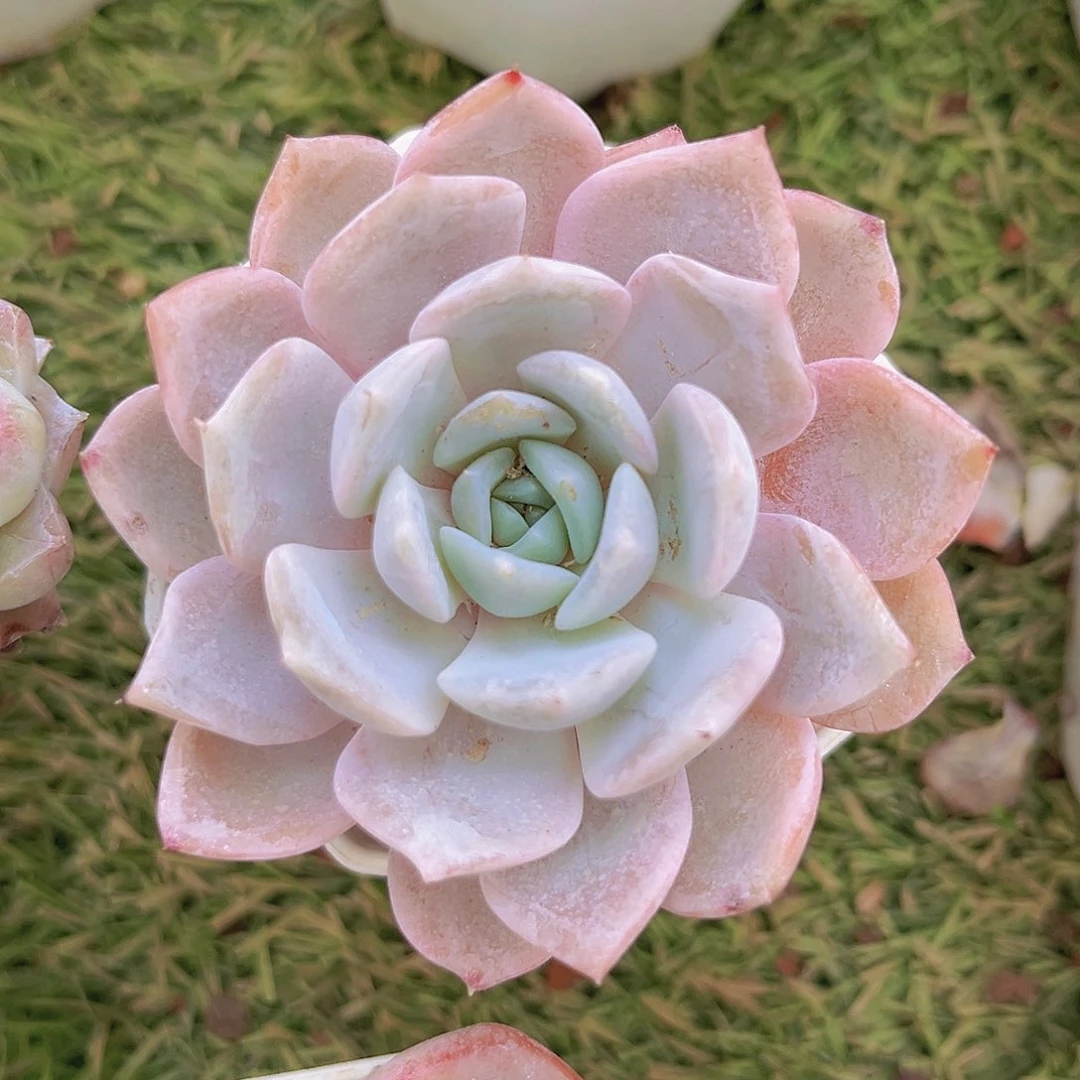 32号8889989998888998999