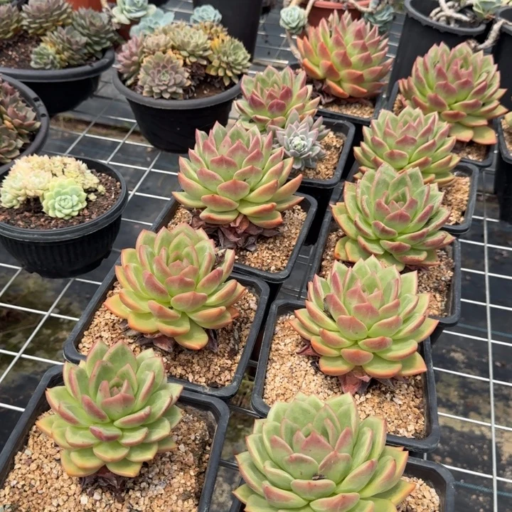 香槟单头多肉植物