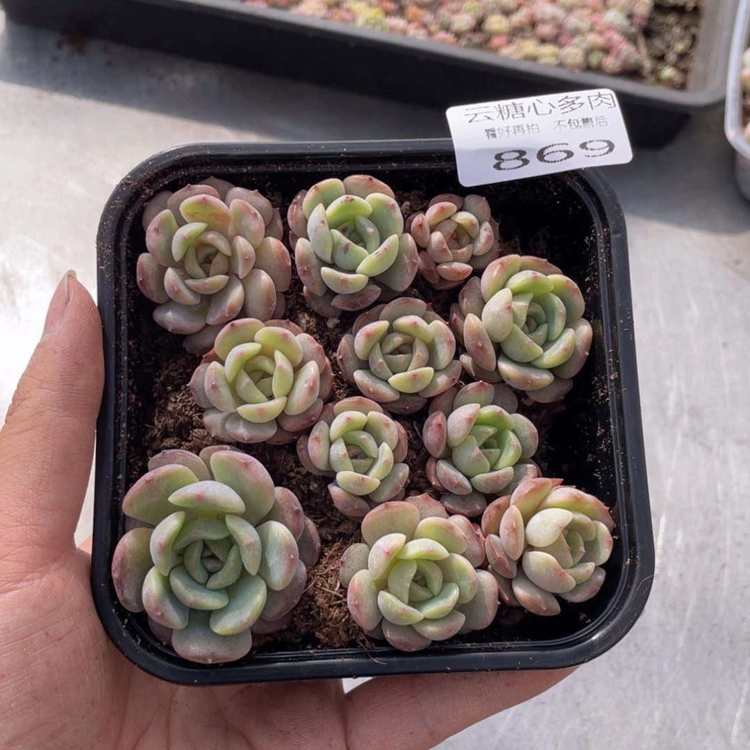 云糖心多肉植物869