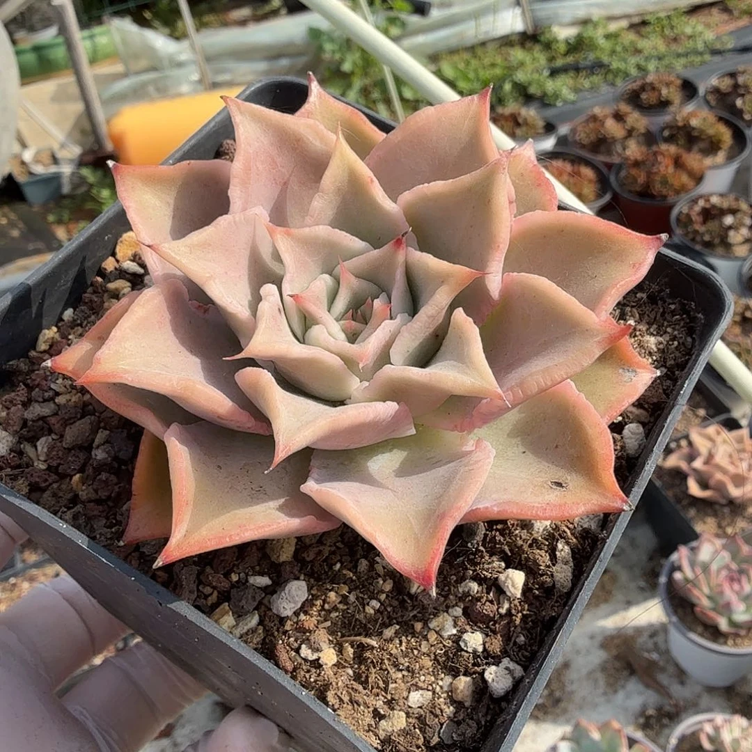 691八公分饺子皮满20包邮