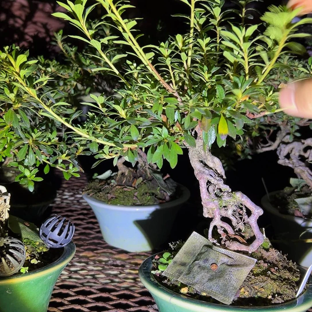 无花朵碧空不包邮