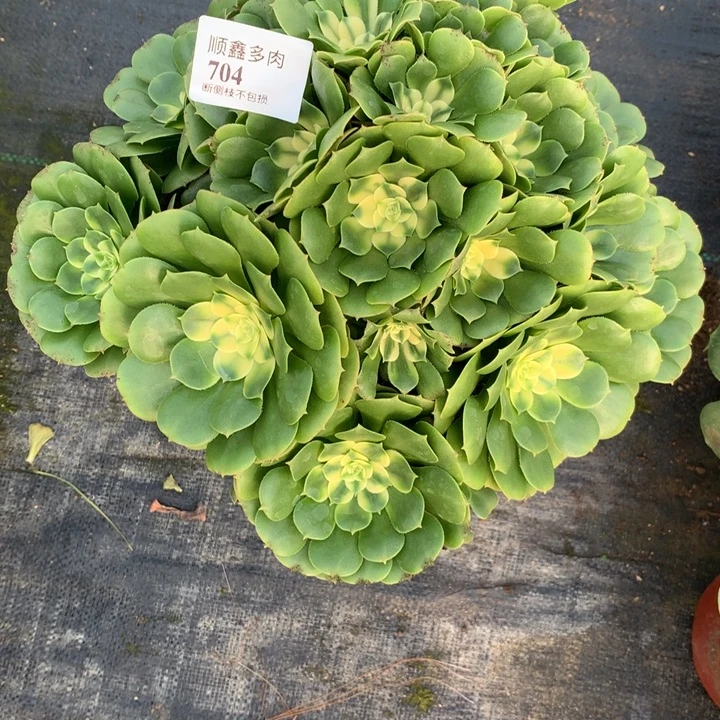 704辛尼亚多肉植物特价