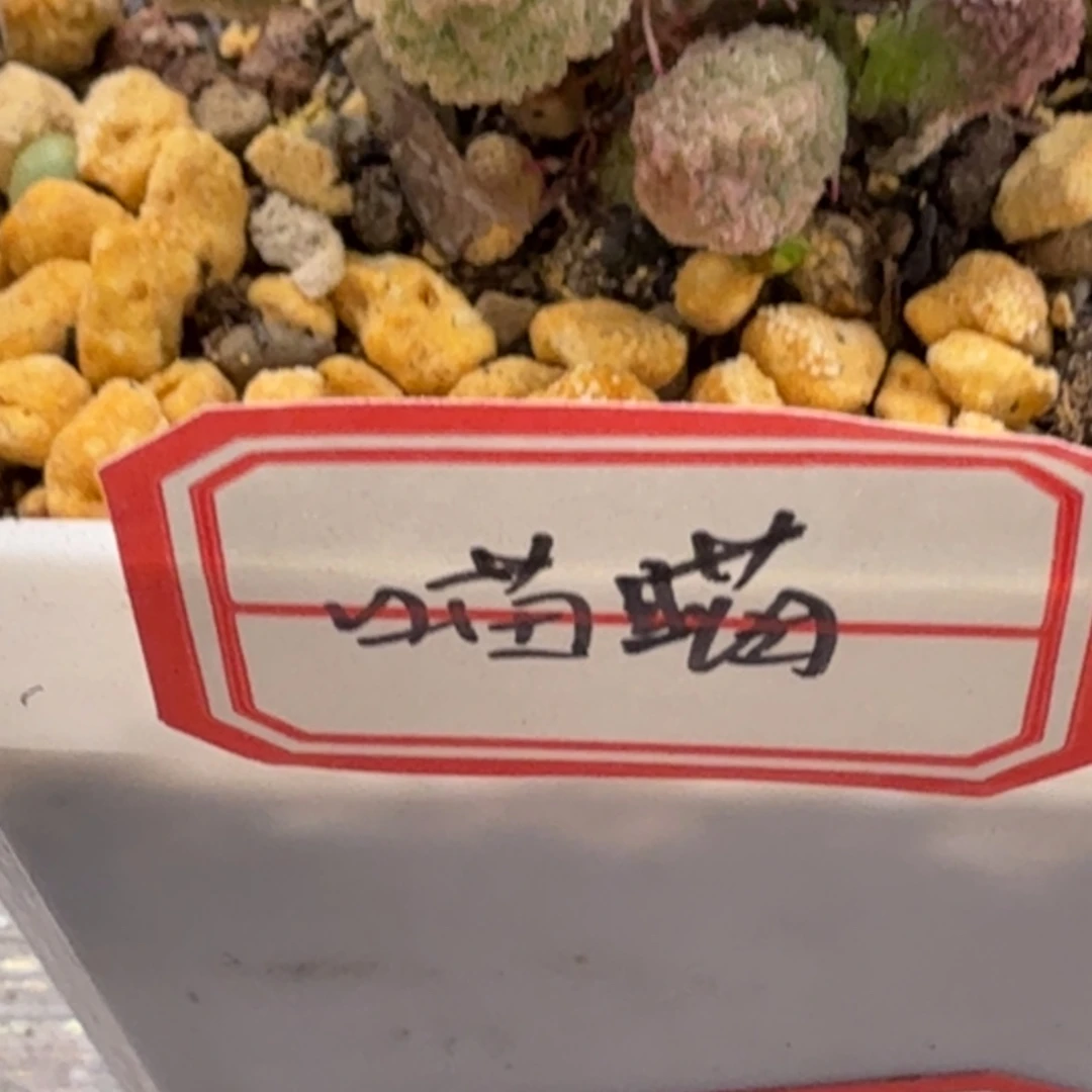 *****水泡明照多肉王国