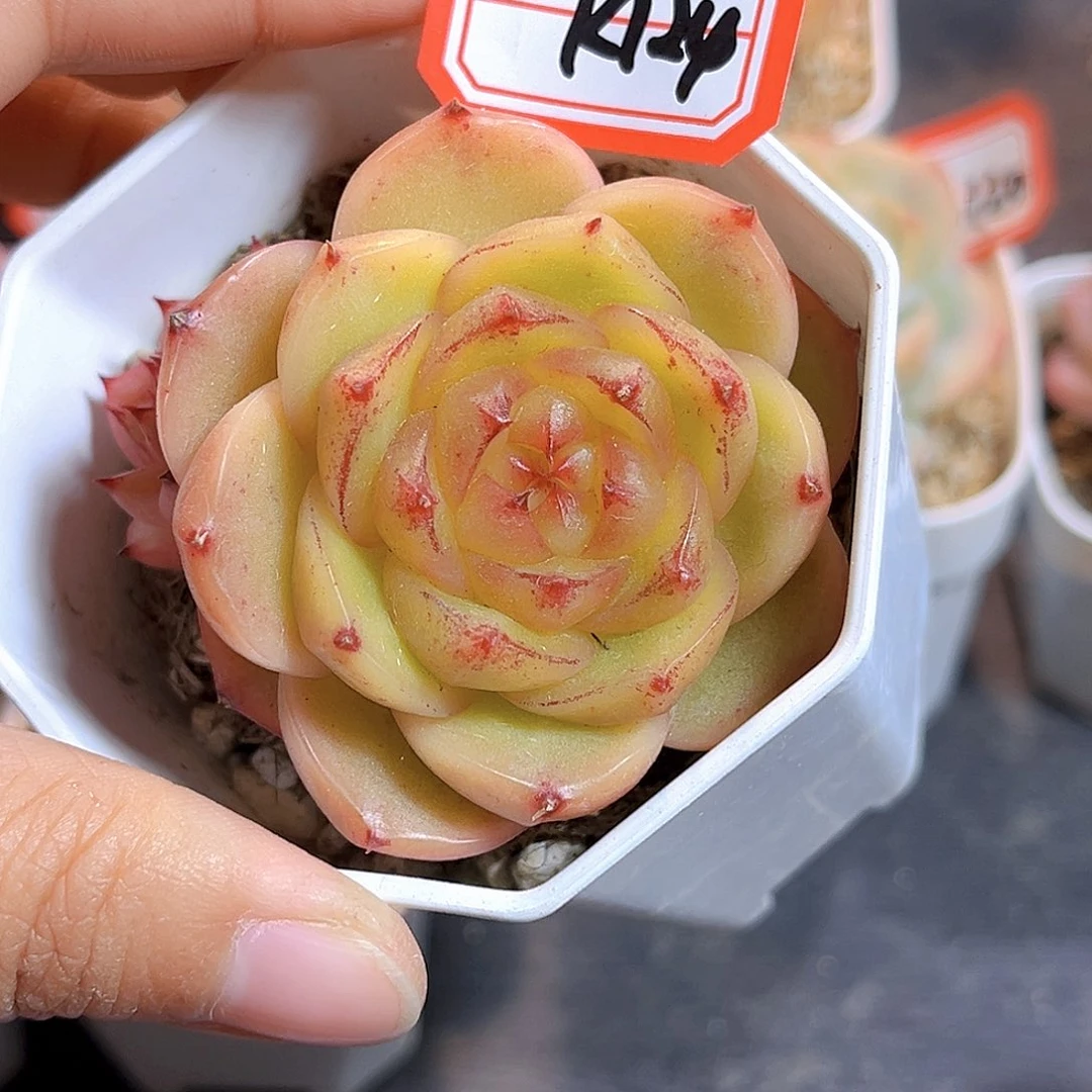 K124  蜜蜡糖珍妮 满18包邮
