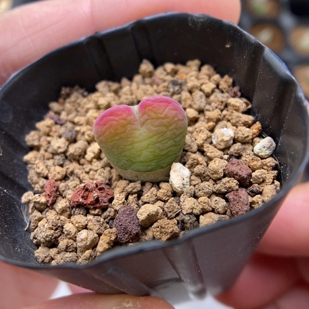 L***n多肉植物肉锥杂交K-2801（1.1）缺水福利