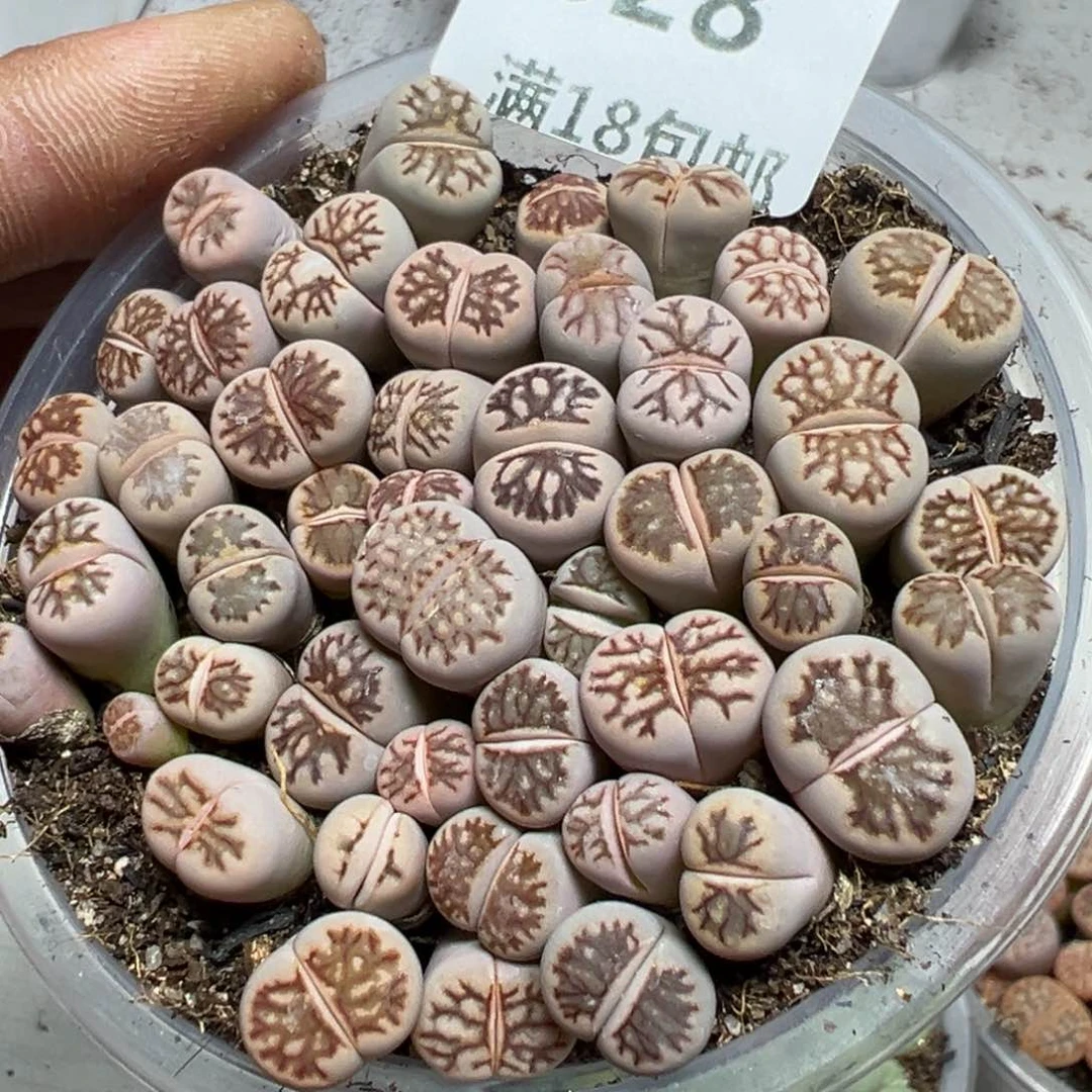 【闪购商品】 628。