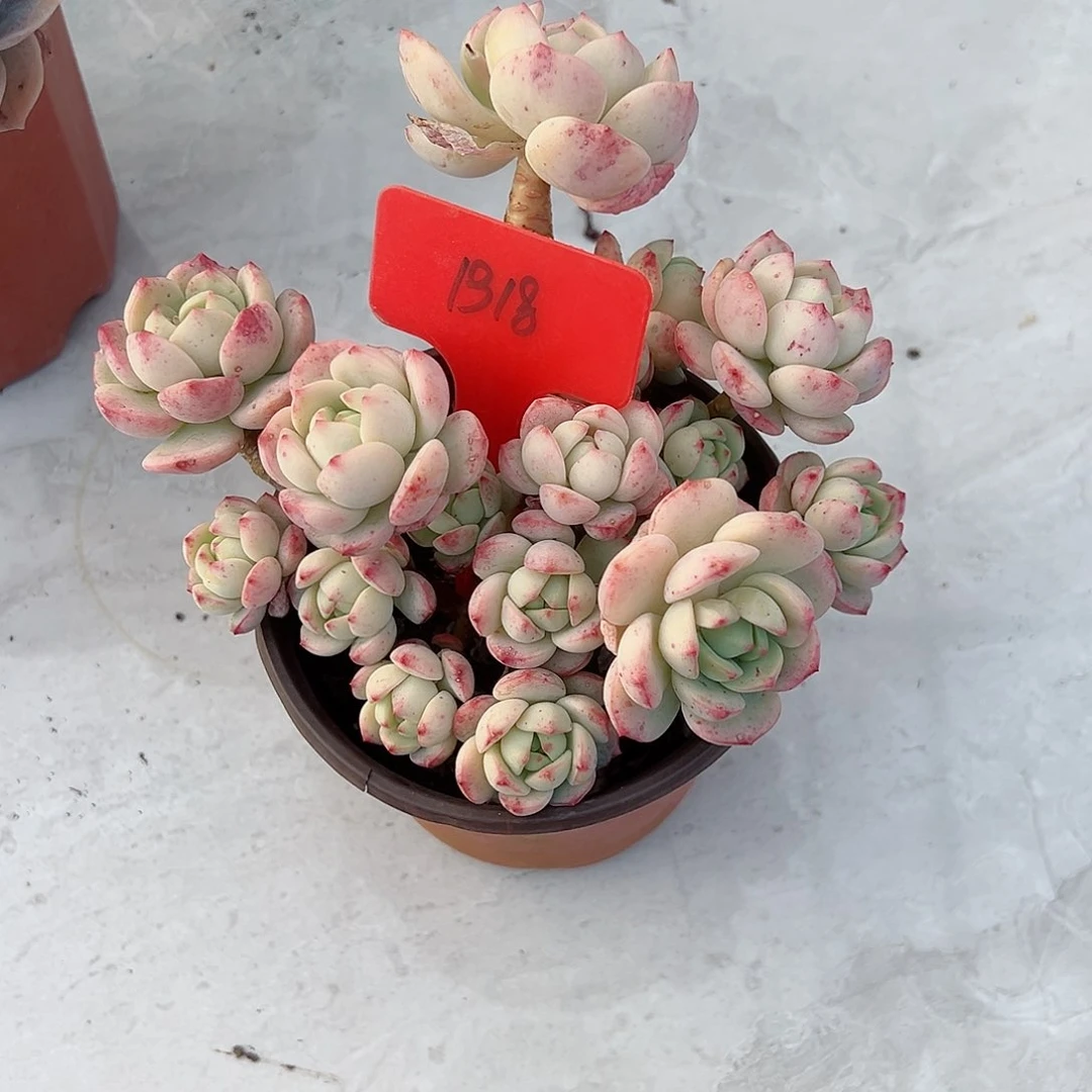 沈****店1318香草多肉植物