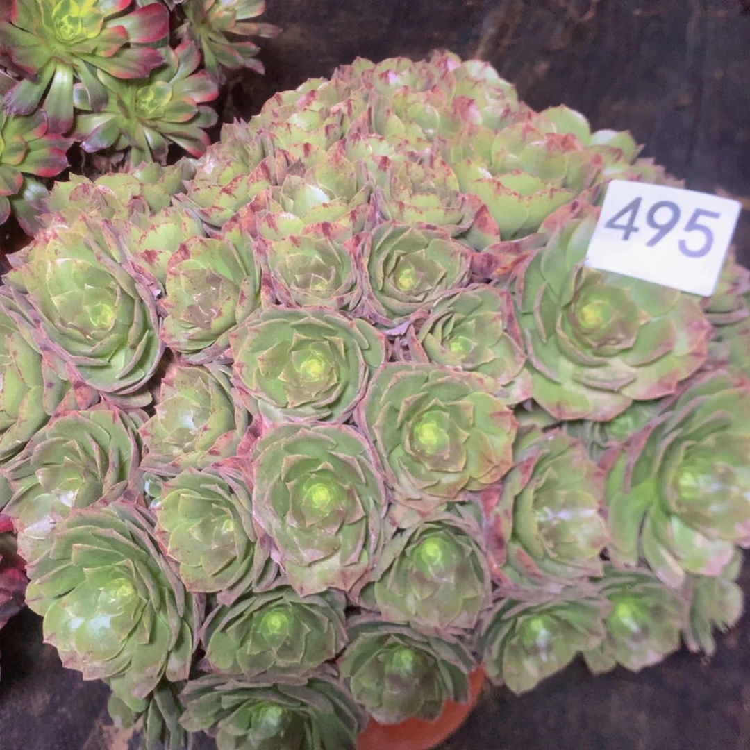 糊*婆495特价组合多肉植物