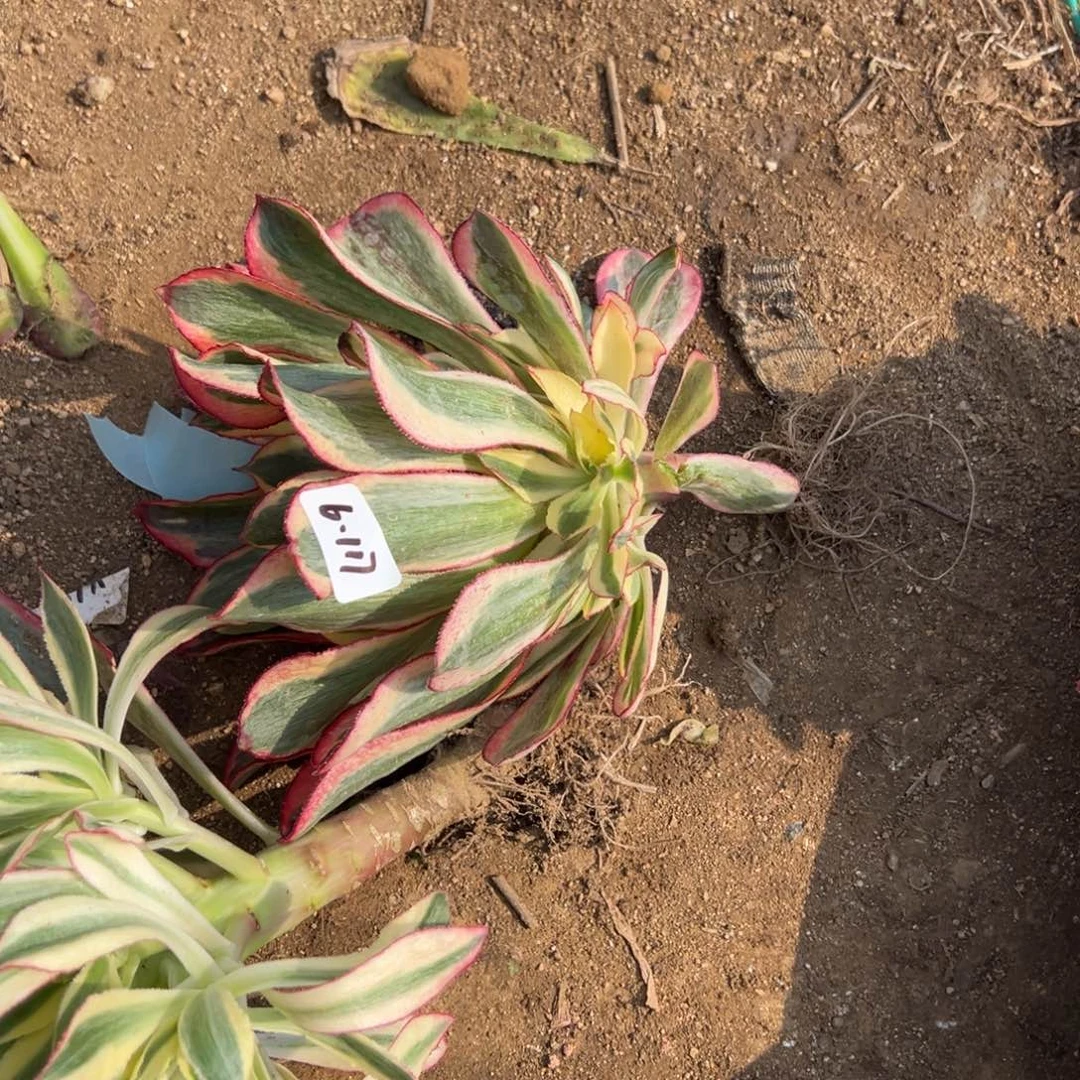 117魅影多肉多肉多肉多肉