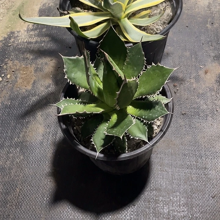 遗***术无花朵龙舌兰绿色植物
