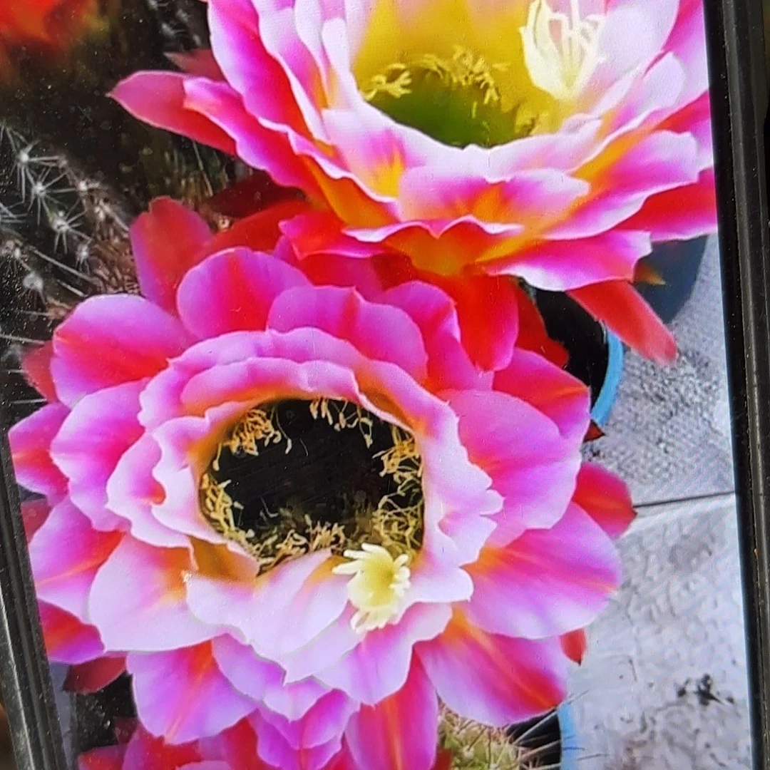 署光毛侧牙20包邮仙人球17