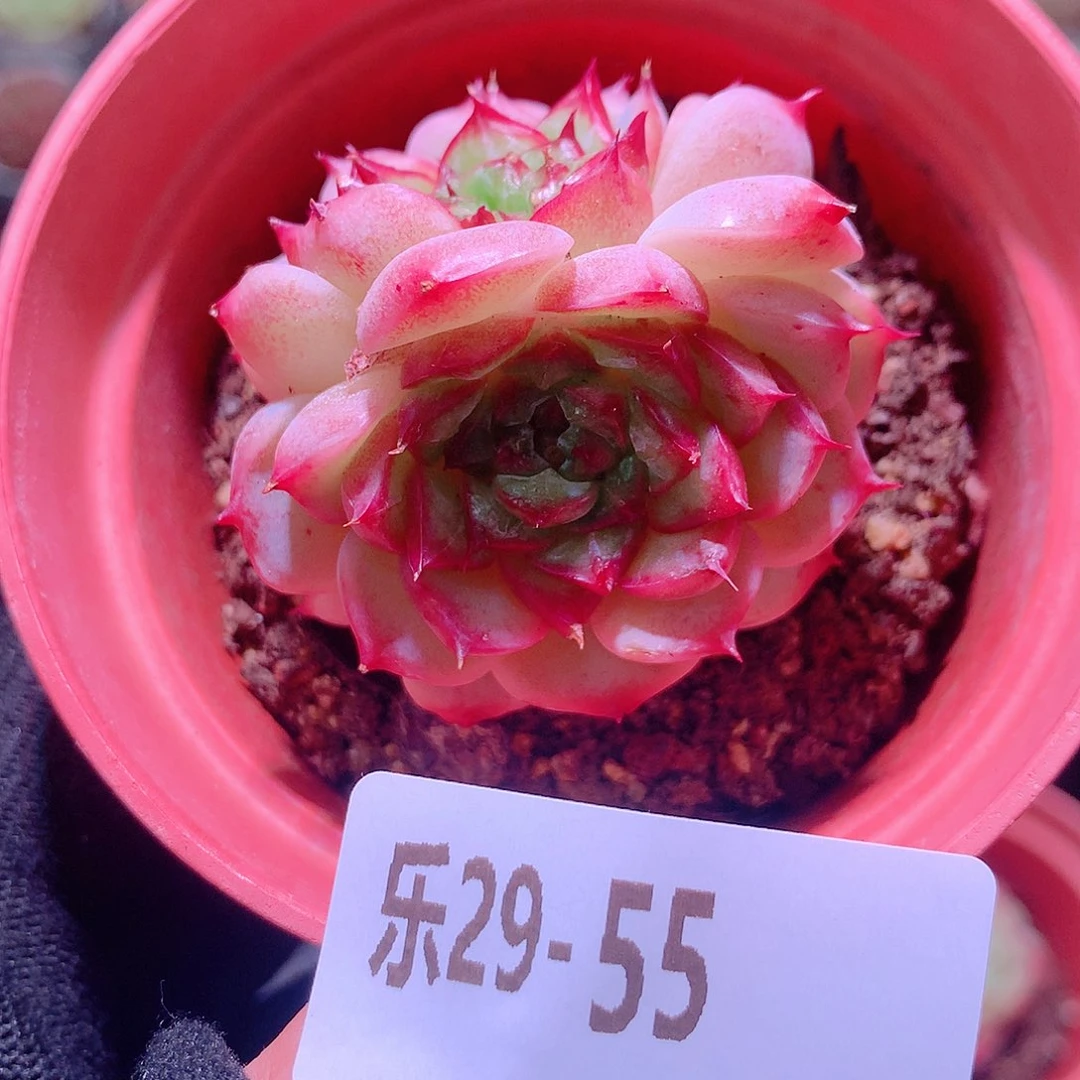 乐然29-55 天鹅绒