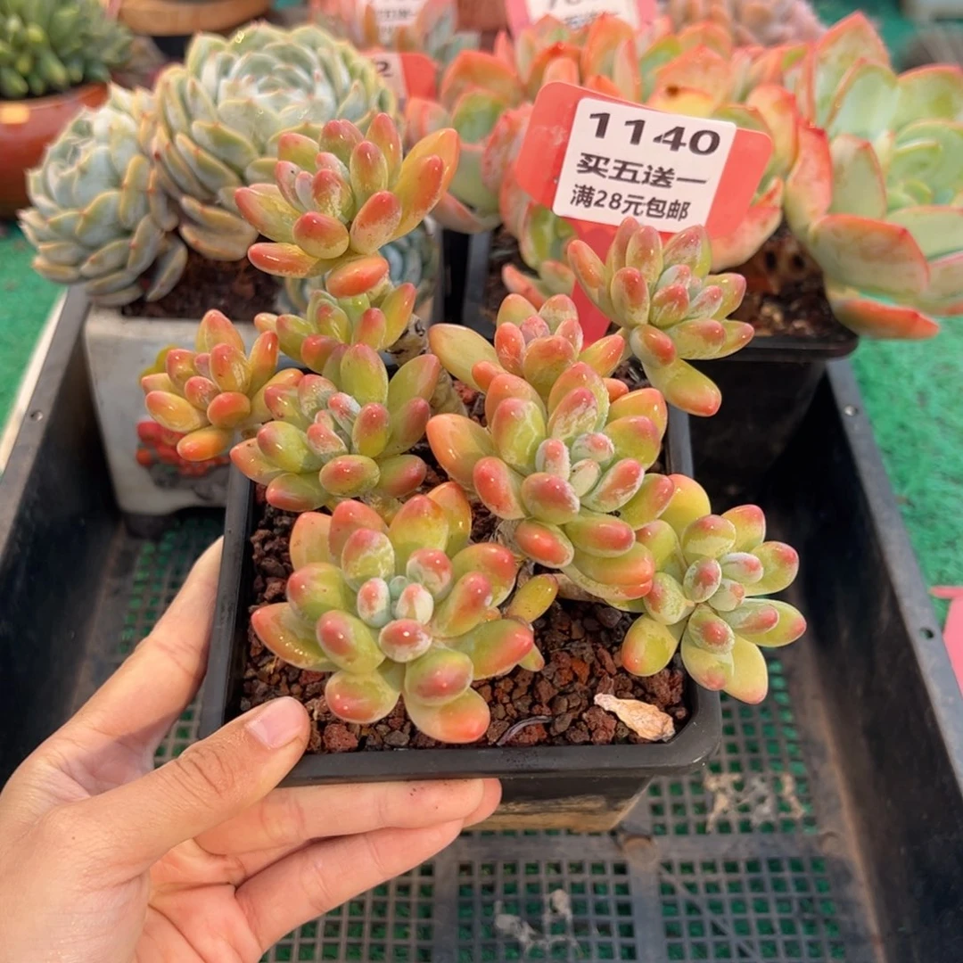 表妹精品多肉植物1140.