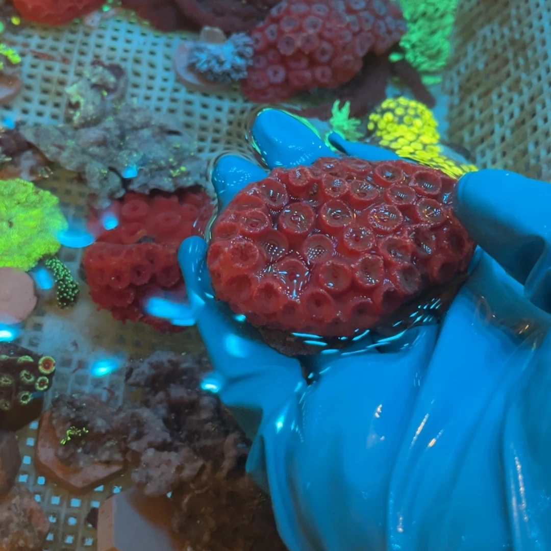 孙***儿纽扣珊瑚海树➕太阳花1