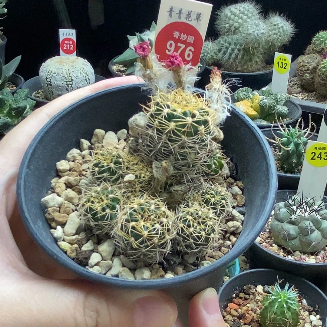 红羽丽花丸群一颗仙人球