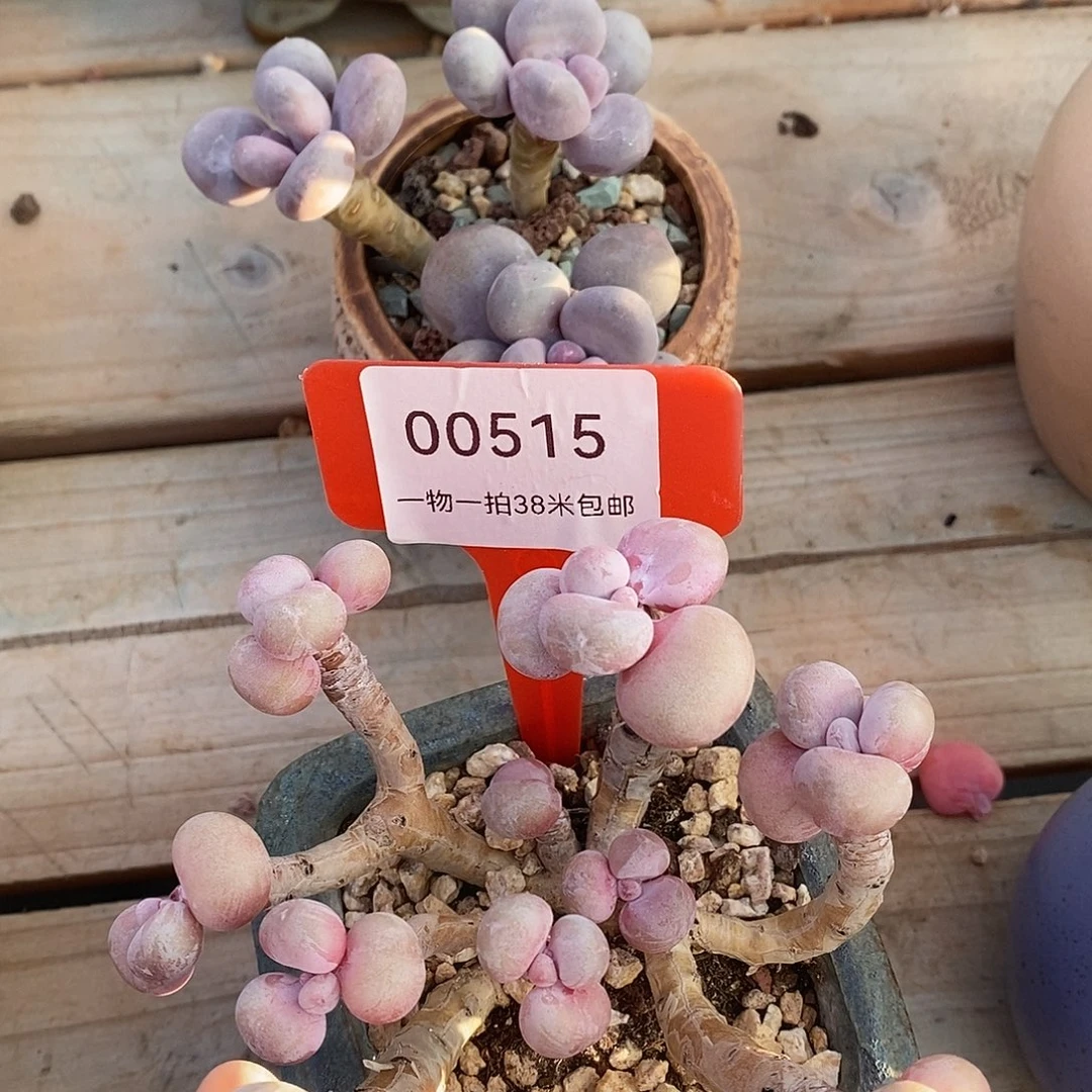 00515，饿了句魔芋了咯