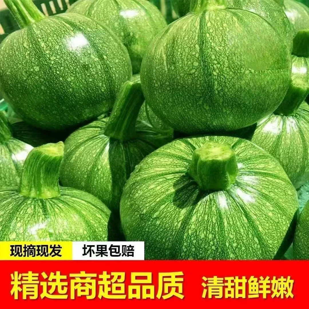 新鲜嫩南瓜绿色青皮小圆瓜西葫芦露天当季蔬菜圆形青皮瓜产地直发