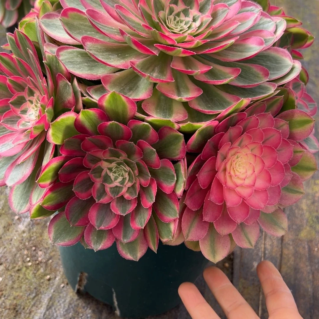 48孔雀翎多肉多肉多肉多肉