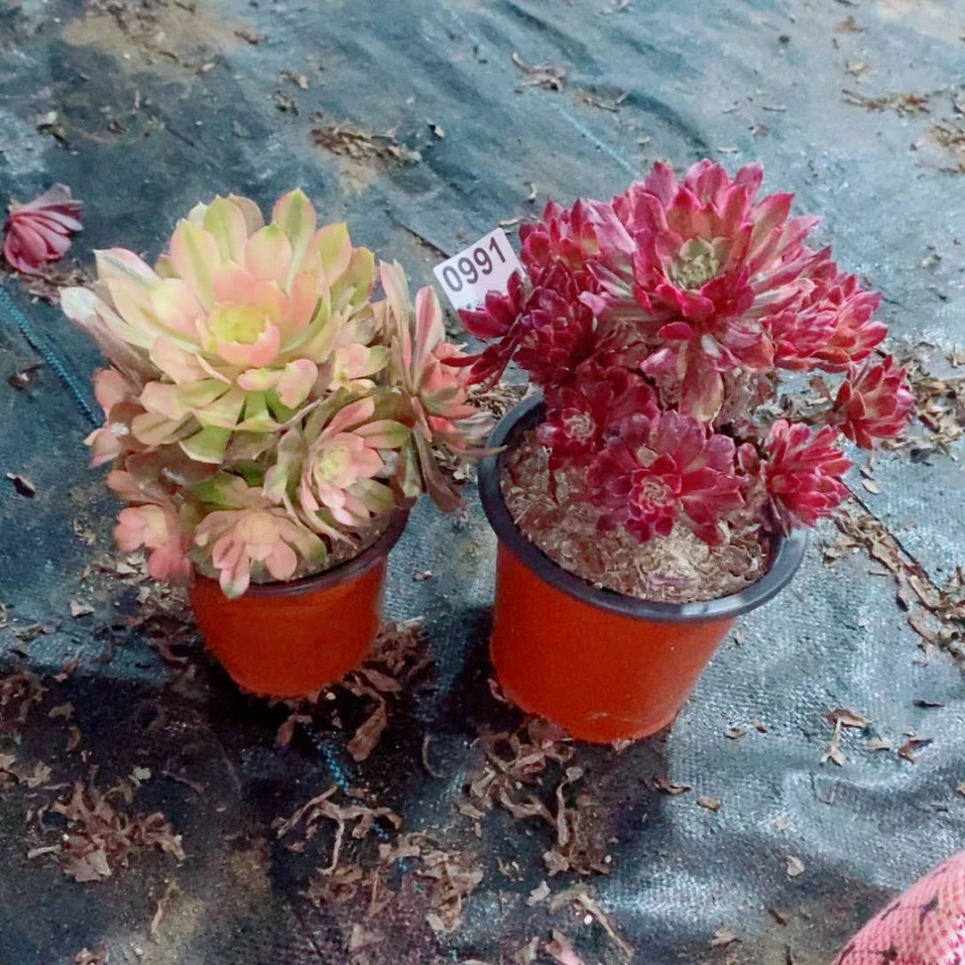 小*组合两颗991多肉1111