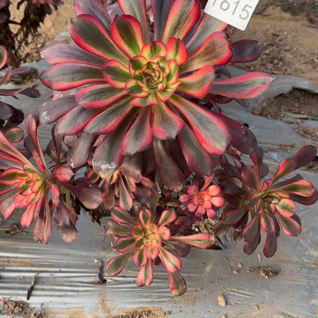 明***月香奈儿一物一拍1615一号捧